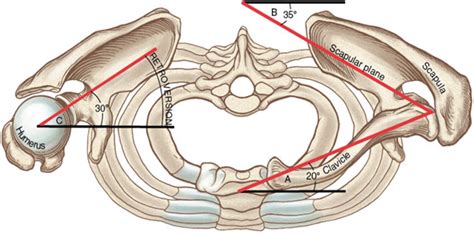 These terms are used in anatomy and the healthcare. Shoulder Complex - Anatomical Considerations | BEST ...