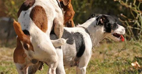 Juegos preliminares caninos aprender a interpretar los gestos de una perra es primordial no solo para el macho que pretende montarla, sino para quien toma la decisión de criar una camada. ¿Por qué los perros se quedan pegados? - Mascotanoble