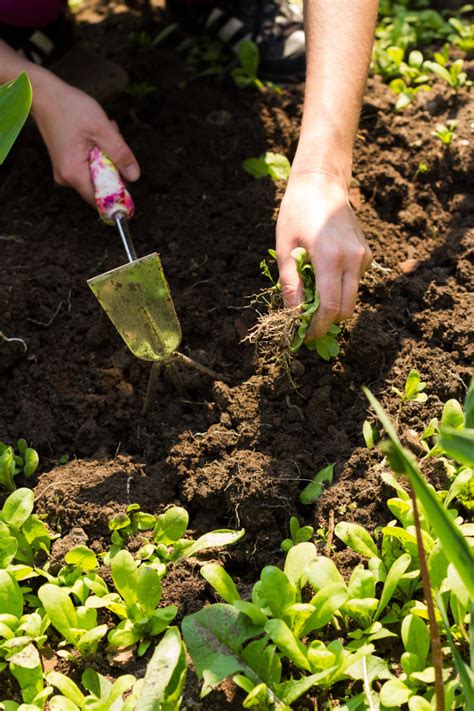 We did not find results for: 5 Tips for Controlling Weeds This Summer - DR's Country ...