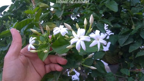 The old bakery, copthorne bank, copthorne, crawley, united kingdom. By growing fragrant flowers such Arabian jasmine 'Jasminum ...