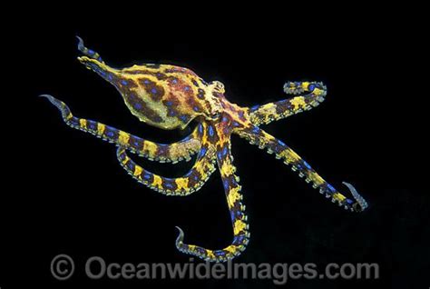 Sort by relevance, rating, and more to find the best full length femdom movies! Blue-ringed Octopus photo | Octopus, Sea creatures art ...