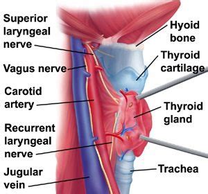 Your neck contains numerous vital structures, including your spinal cord sends messages through nerves from your brain to your body, and from your body back to your brain. thyroid-gland-anatomy - Pain Neck