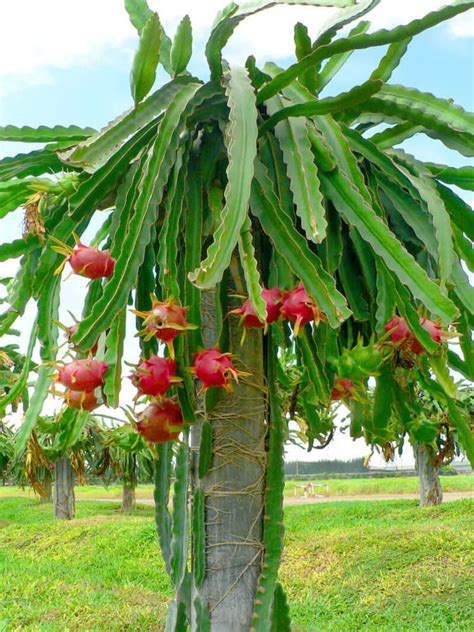 They usually don't have leaves, but all these adaptions allow the cactus to sustain a hot and dry place for longer. Pin on cactus