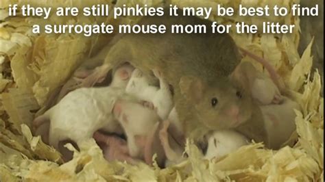 They can give birth up to 10 times every year. Raising a Baby Mouse 8/10 Large Litter, Respiratory ...