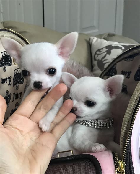 You also have one of the most fragile. I CHIHUAHUAS #chihuahua | Chihuahua puppies, Chihuahua dogs, Chihuahua
