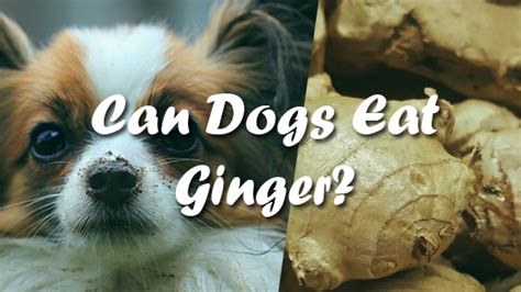 Are strawberries bad for rabbits? Can Dogs Eat Ginger | Pet Consider