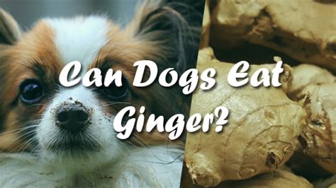 Check spelling or type a new query. Can Dogs Eat Ginger | Pet Consider