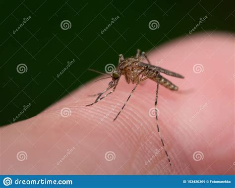 Onder andere tijgermug, is gevaarlijk doordat deze ernstige ziektes verspreidt, zoals de westnijlziekte, japanse encefalitis, chikungunya, dengue (knokkelkoorts) en gele koorts. Mug Zuigend Bloed Van Een Mens Stock Afbeelding ...