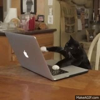 Just click the download button and the gif from the and cat typing collection will be downloaded to your device. Hacker cat on Make a GIF