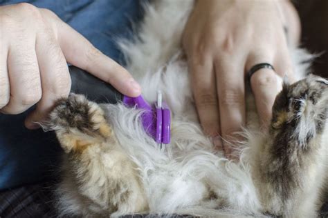 Let's say straight out that cats and knots go together like bread and cheese and are often nothing to worry about (other than the indeed, more times than not, they are right, and the cat simply missed a bit during their morning bathroom break. What Causes Matted Cat Hair? | Cuteness