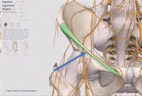 15th century of, relating to, or situated in the region of the groin or in. The inguinal ligament - Academy of Clinical Massage