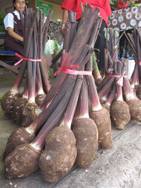 Cut off ends of russet potatoes, stand potatoes on end, and peel potatoes from top to bottom with a sharp knife to make each potato into a uniform. Tongan Potato - Most Popular Sweet Potatoes In The World Tasteatlas - Look through examples of ...