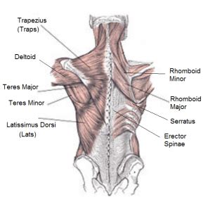 It is the surface of the body opposite from the chest and the abdomen.the vertebral column runs the length of the back and creates a central area of recession. The Complete Guide To Training Your Back