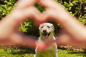 So wird auch der geist des hundes angeregt und das tier wird aufgrund der vielfältigen reize immer wieder veranlasst, sich zu beschäftigen. Der Hund im Garten - so machst du deinen Garten hundesicher