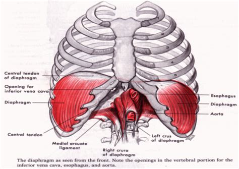 In vertebrates, will form the spine, rib cage, skeletal muscle, cartilage, tendons, and skin three germ layers o ectoderm: Rib Cage Muscles And Tendons - Thoracic Wall And Breast ...