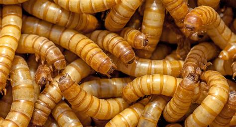 Maybe you would like to learn more about one of these? About Worms & Frass - Vermont Mealworm Farm