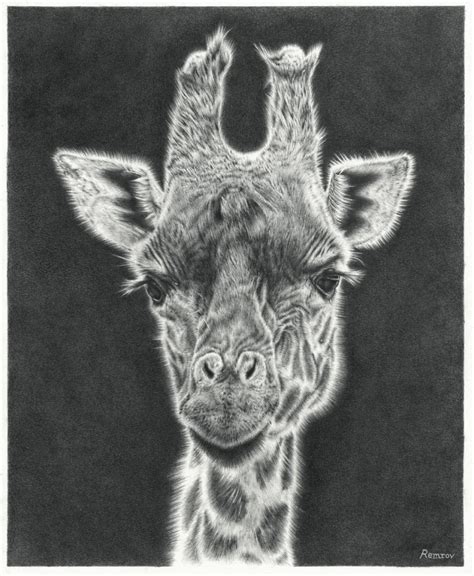 Pencil drawing of a giraffe. Remrov - Artist ExtraordinaireCreating Animal Awareness