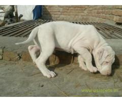 Pups are ready for pick up or delivery on jan 27th, 2021. Pakistani bully puppies for sale in Agra on Best Price ...