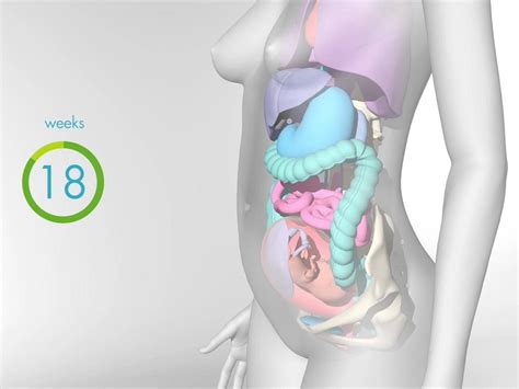 The project is allowing researchers to create realistic. The meaning and symbolism of the word - «Pregnancy»