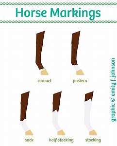 Horse Leg Markings Chart Horse Lessons Riding Lessons Horse Riding