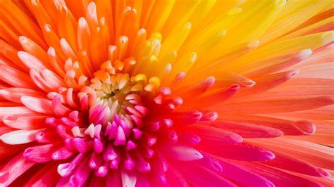 Choose from hundreds of free flower wallpapers. Wallpaper colourful flowers, 4k, HD wallpaper, flowers, Nature #10299