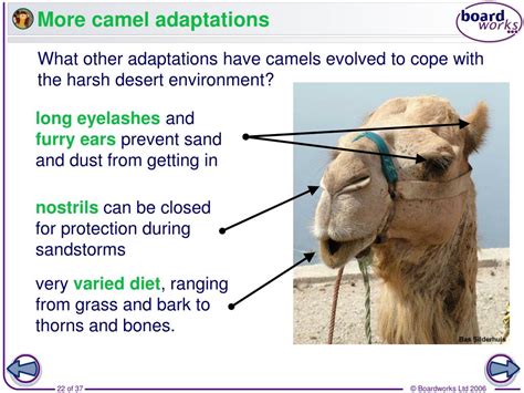 Camels possess several inheritable traits that increase its survival rate in harsh desert climates. PPT - Different types of environment PowerPoint ...