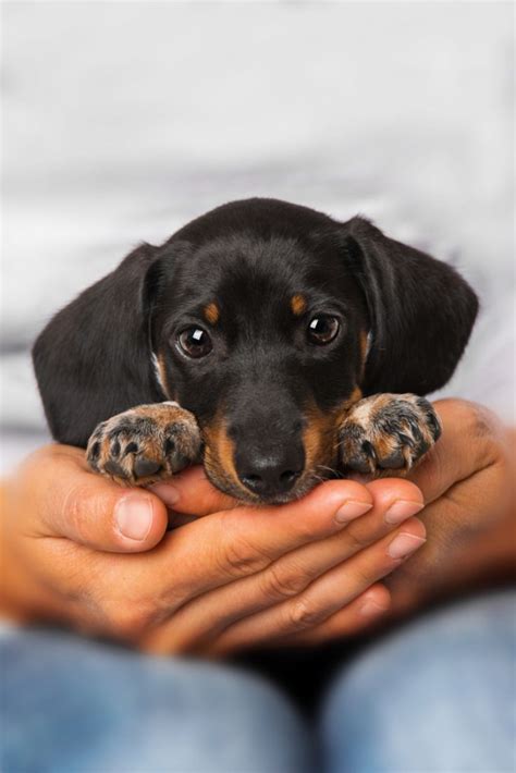 Dachshund puppies for sale near me. Cute dachshund puppy fits in momma's hands. #dachshunds #puppies #babyanimals #sausagedogs # ...