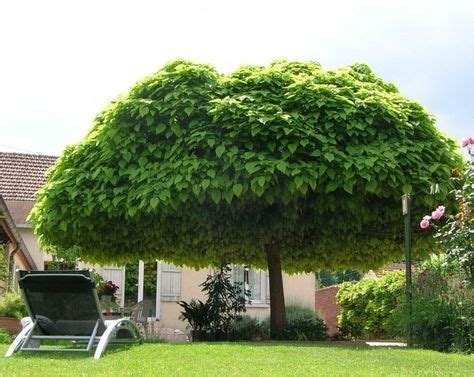Bäume für den Garten - Tipps & Ideen für große und kleine ...