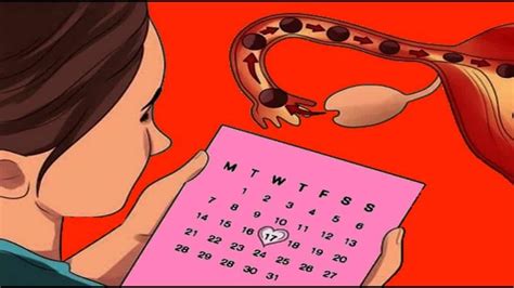 كيف يتم فحص الحمل المنزلي. أسهل طريقة لحساب يوم التبويض