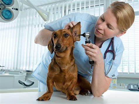 7 диета почечная недостаточность Причины возникновения и стадии ХПН Причины возникновения и стадии ХПН 7 диета почечная недостаточность