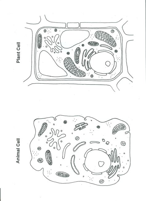Color a typical animal cell according to the directions to learn the main structures and organelles found in the cell. Animal Plant Cell Coloring Answer Key - colouring mermaid