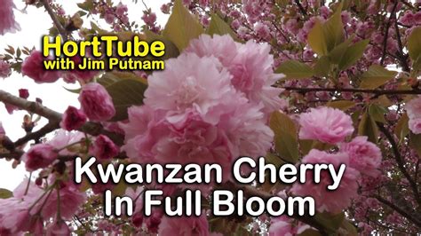 Each cherry tree blossom has only one style. Details About Kwanzan Cherry Trees - Double Pink Flowers ...