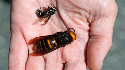 Damit ist sie die größte hornisse der welt und fünfmal größer als die gewöhnliche biene hierzulande. Daumengroße Mörderhornissen attackieren Bienen in den USA ...