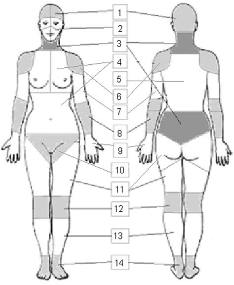 Human body woman posterior view. Illustration of the 51 regions and 14 body parts on the ...