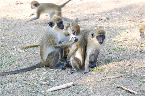 St. Kitts Monkeys #treasuredtravel | Travel, Vacation, Visiting