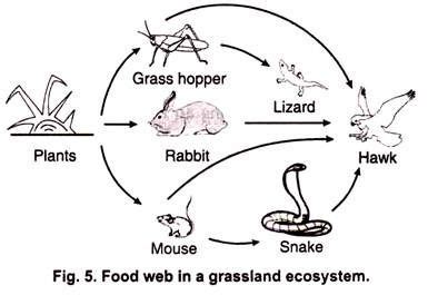 We did not find results for: Food Web in a Grassland Ecosystem | Ecosystems, Animal ...