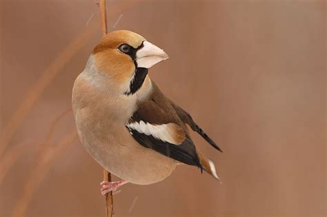 Check spelling or type a new query. Coccothraustes coccothraustes Grubodziób | Bichinhos fofos ...