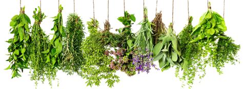 Image result for herbs png#herbs #image #png #result | Medicinal herbs, Healing herbs, Hanging herbs