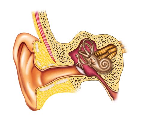 Bppv can occur for no known reason and may be associated with age. inner ear canstock - Central Lakes Physio & Pilates