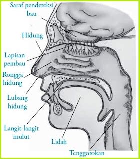 Documents similar to makalah sistem saraf pada manusia terbaru lengkap. Bagian-bagian, Fungsi Dan Urutan Proses Membau Pada Hidung ...