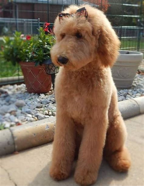 We do blood screening & full panel of genetic testing. 20+ Best Goldendoodle Haircut Pictures - Page 5 - The Paws