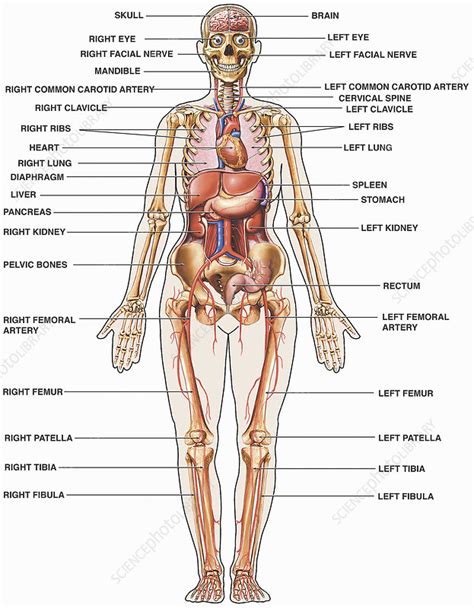 This area provides support for the intestines and also contains the bladder and reproductive organs. Human female anatomy with major organs - Stock Image ...