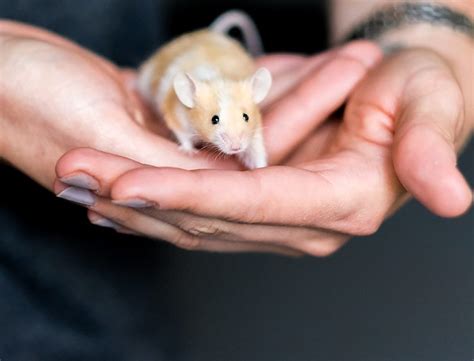 The Montreal SPCA welcomes 29 hamsters and 40 mice - SPCA de Montréal