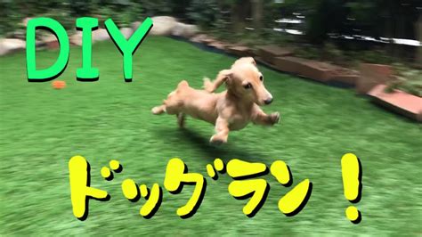 A diy dog park at. ドッグラン DIYミニチュアダックス dog park | 犬動画のイヌドーガ🐶