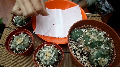 When and how often to water. Peyote cactus. Learn Everything You Need To Know About The ...