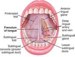 Some people have small growths along their plica fimbriata that resemble skin tags. Frenulum of the tongue | definition of frenulum of the ...