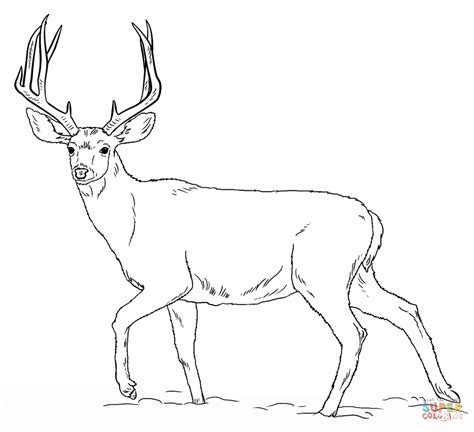 Deer coloring, color a deer, buck coloring, doe coloring, color a buck, bucks. Free Deer Coloring Pages Printable, Download Free Clip Art ...