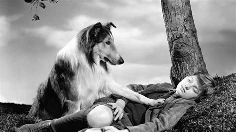 A bunch of beautiful nostalgic tracks i.e. The Lassie effect: Movies drive our preference for certain ...