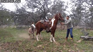 A few days back, this unlikely trio appeared in a neighbourhood of goddard, the us, and roamed around a bit before being united. Donkeys GIFs - Find & Share on GIPHY