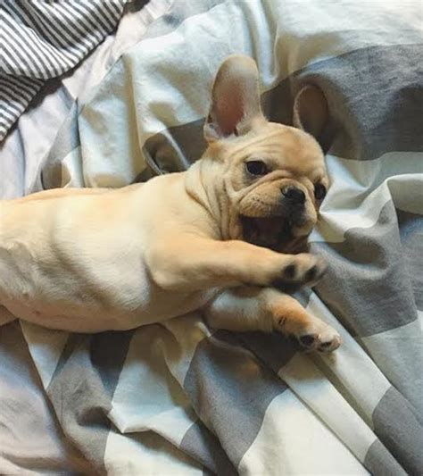 French bulldog information including personality, history, grooming, pictures, videos, and the akc breed standard. French Bulldog Puppies for sale English Bulldog Puppies ...